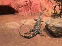 Featherdale Wildlife Park