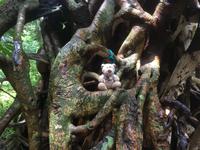 Lifou - Höhlenexpedition mit Max