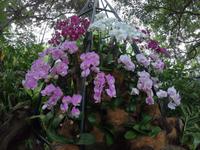 Botanischer Garten - Singapur