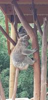 Featherdale Wildlife Park - Sydney