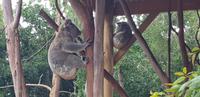 Featherdale Wildlife Park - Sydney