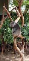 Featherdale Wildlife Park - Sydney