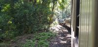 Zugfahrt von Kuranda zurück nach Cairns