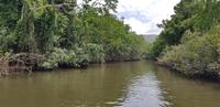 Crocodile Cruise auf dem Daintree River