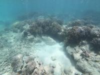 Schnorcheln im Great Barrier Reef