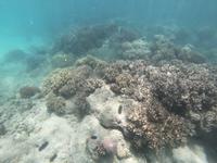 Schnorcheln im Great Barrier Reef