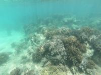 Schnorcheln im Great Barrier Reef