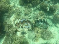 Schnorcheln im Great Barrier Reef