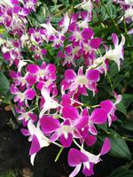 012 Singapur - Orchideengarten