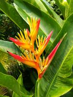 015 Singapur - Orchideengarten