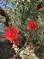 029 Perth - Kings-Park