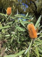 030 Perth - Kings-Park