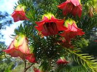 031 Perth - Botanischer Garten