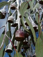 031a Perth - Botanischer Garten