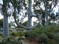 031b Perth - Botanischer Garten