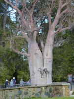 031c Perth - Botanischer Garten