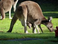 037a Perth - Pinaroo Valley - Känguru mit Junges