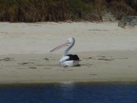 040 Perth - Guilderton - Pelikan