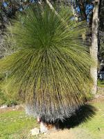 042 Perth - Grasbaum