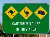 045 Perth - Warnung vor Kängeruh, Emu und Echidna