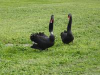 054 Melbourne - Schwarze Schwäne