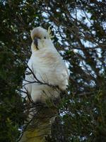 057 Melbourne - Great Ocean Road