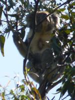 058 Melbourne - Great Ocean Road - Koala