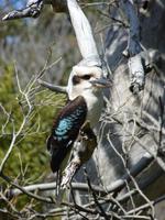 059 Melbourne - Great Ocean Road