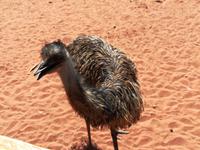 082 Unterwegs nach Alice Springs - Emu
