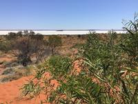 084 Unterwegs nach Alice Springs - Salzsee