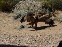 086 Alice Springs - Desert-Park