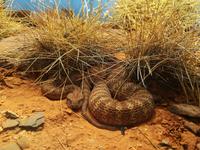 088 Alice Springs - Desert-Park