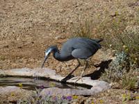 090 Alice Springs - Desert-Park