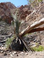 093 Alice Springs -  Wanderung Stanley Chasm