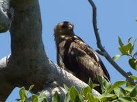 117 Arnhemland - Gunbalanya -  Injalak Hills