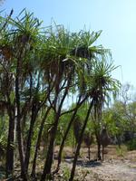 118 Kakadu-Nationalpark - Wanderung Ubirr-Rocks