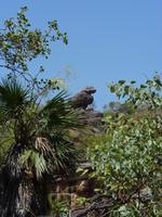 122 Kakadu-Nationalpark - Wanderung Ubirr-Rocks