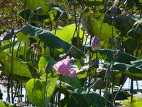 123 Kakadu-Nationalpark - Bootsfahrt auf dem Yellow Water