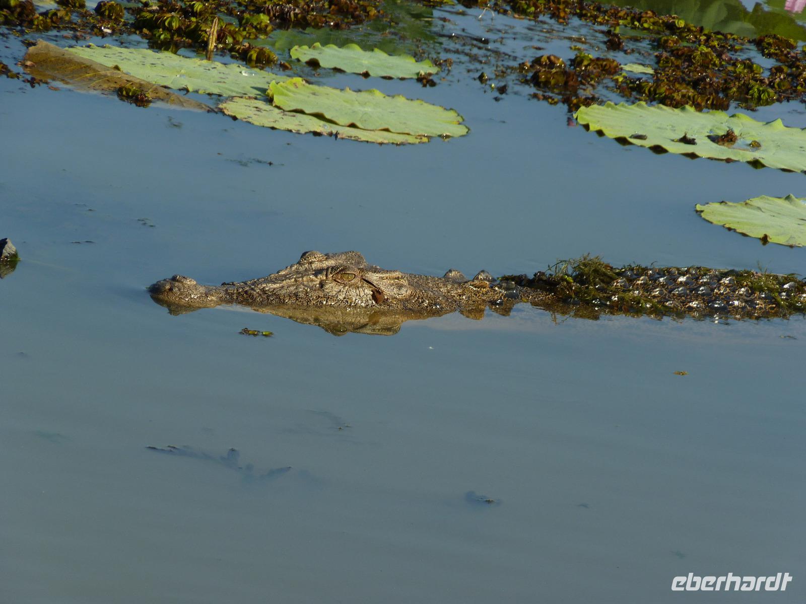 124 Kakadu-Nationalpark - Bootsfahrt auf dem Yellow Water