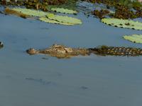 124 Kakadu-Nationalpark - Bootsfahrt auf dem Yellow Water