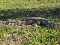 125 Kakadu-Nationalpark - Bootsfahrt auf dem Yellow Water