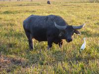 126 Kakadu-Nationalpark - Bootsfahrt auf dem Yellow Water