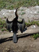 128 Kakadu-Nationalpark - Bootsfahrt auf dem Yellow Water