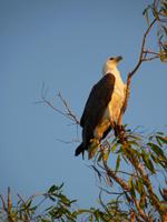 129 Kakadu-Nationalpark - Bootsfahrt auf dem Yellow Water