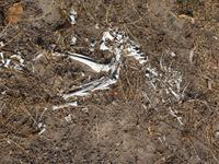 131 Wallaby-Skelett - Unsere Komissarin musste ermitteln