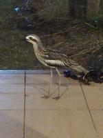 135 Cairns - Das Haustier des Hotels