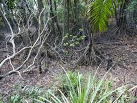 136 Cairns - Mangrovenwälder