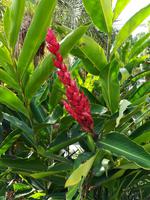 137 Cairns - Spaziergang in Palm Cove