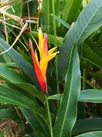 138 Cairns - Spaziergang in Palm Cove