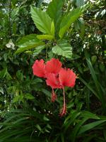 141 Cairns - Spaziergang in Palm Cove